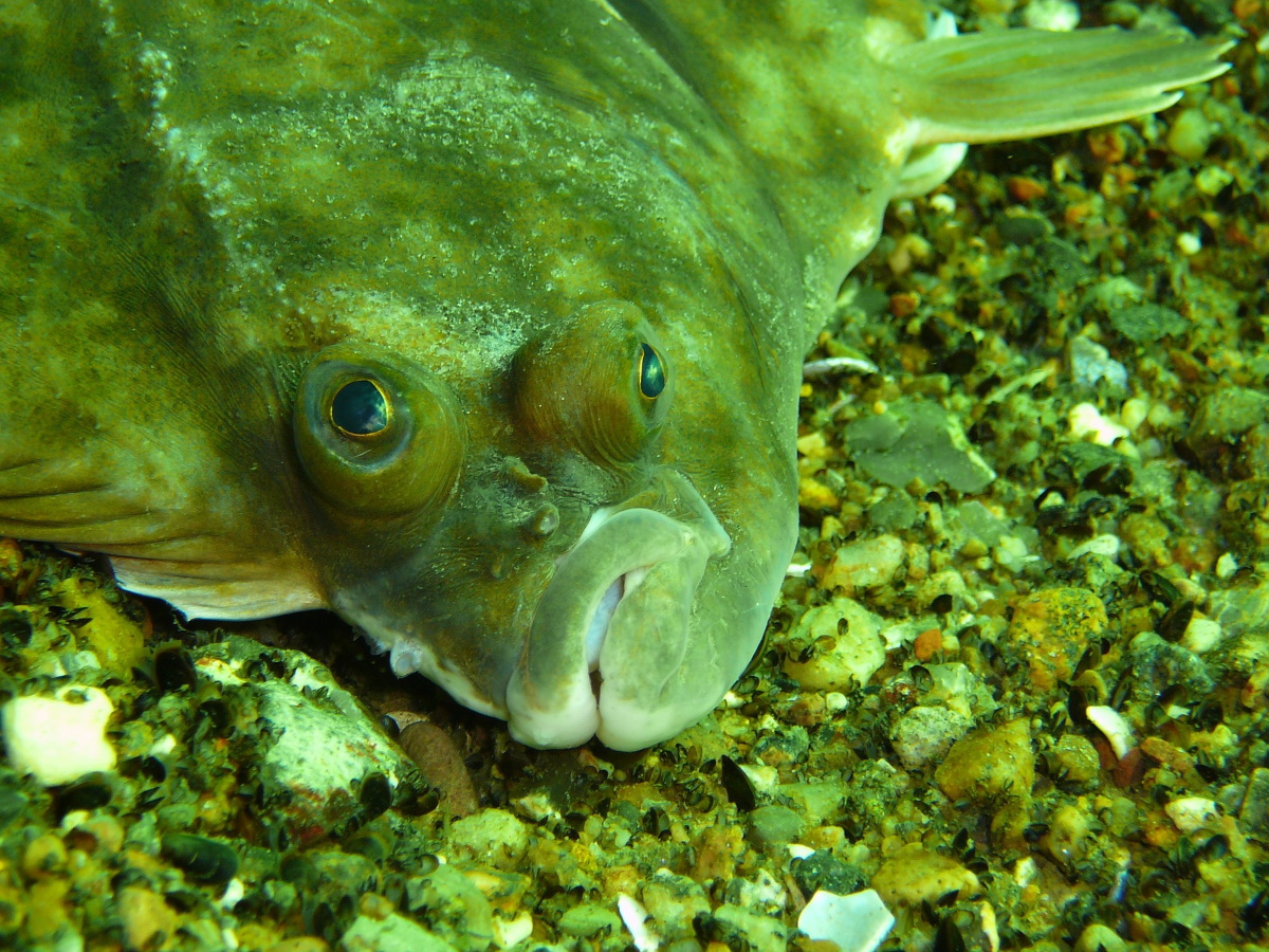 Fischarten an der Ostsee