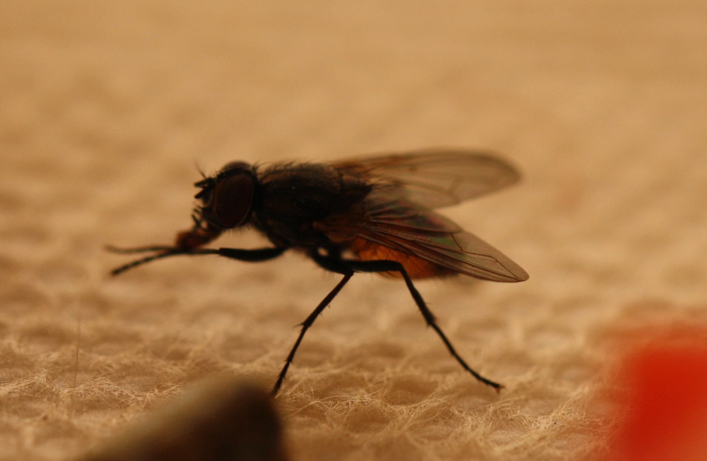 Insektenschutz beim Angeln