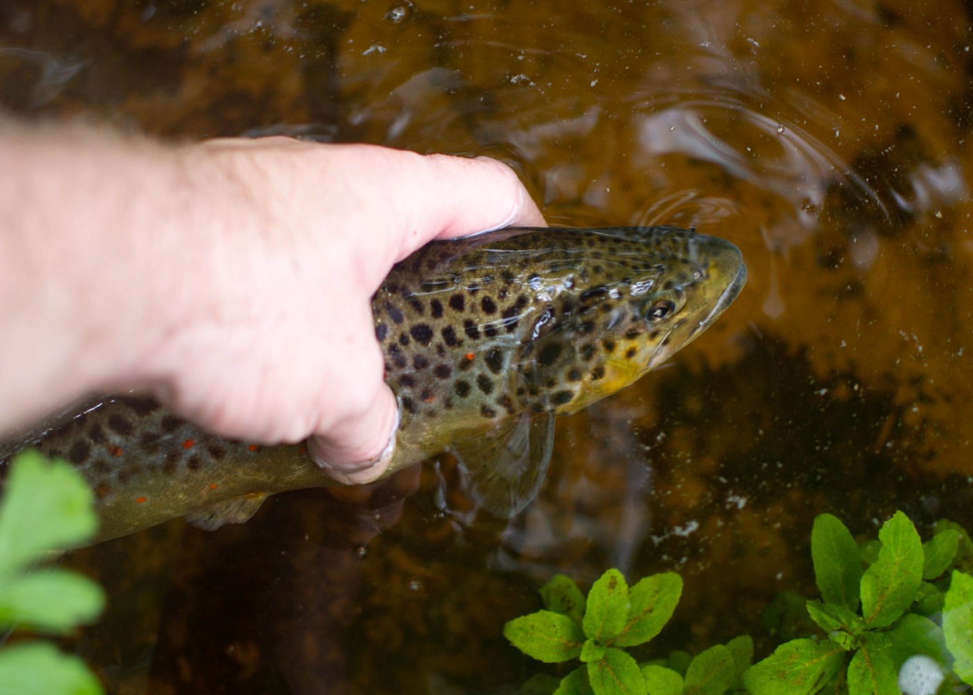 Bachforelle (salmo trutta fario) - Fortpflanzung, Speiseplan und Merkmale