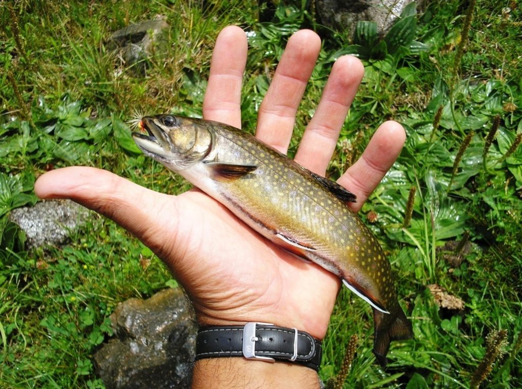 Bachsaibling (salvelinus fontinalis) - Vorkommen, Futter, Merkmale