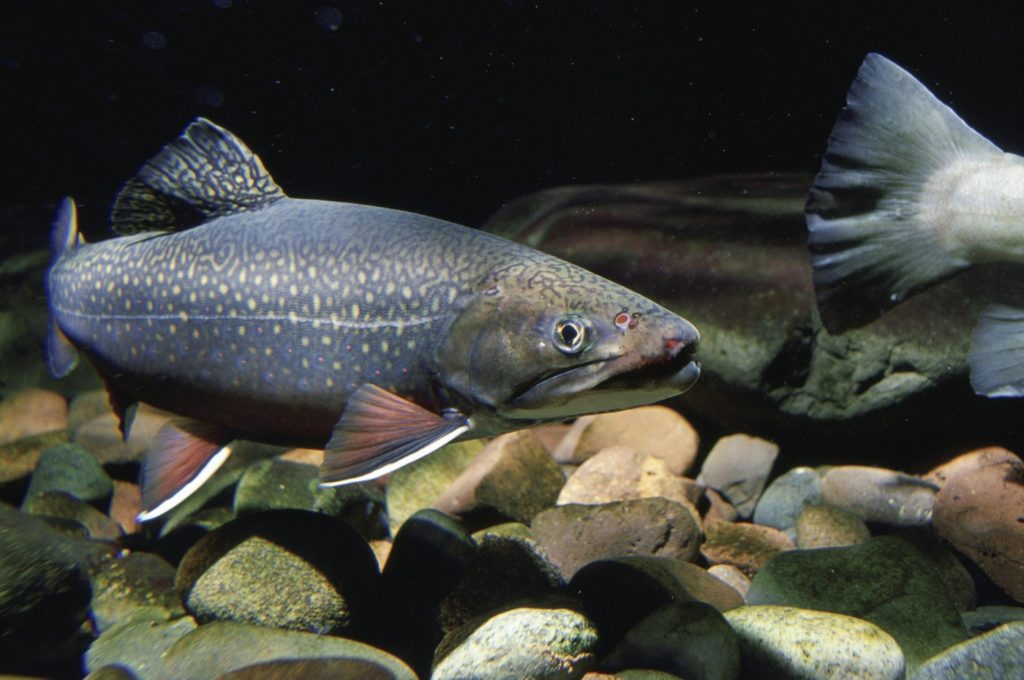 Bachsaibling (salvelinus fontinalis) - Vorkommen, Futter, Merkmale