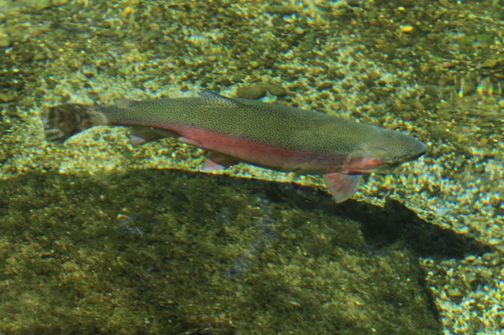 Fisch über Sandgrube