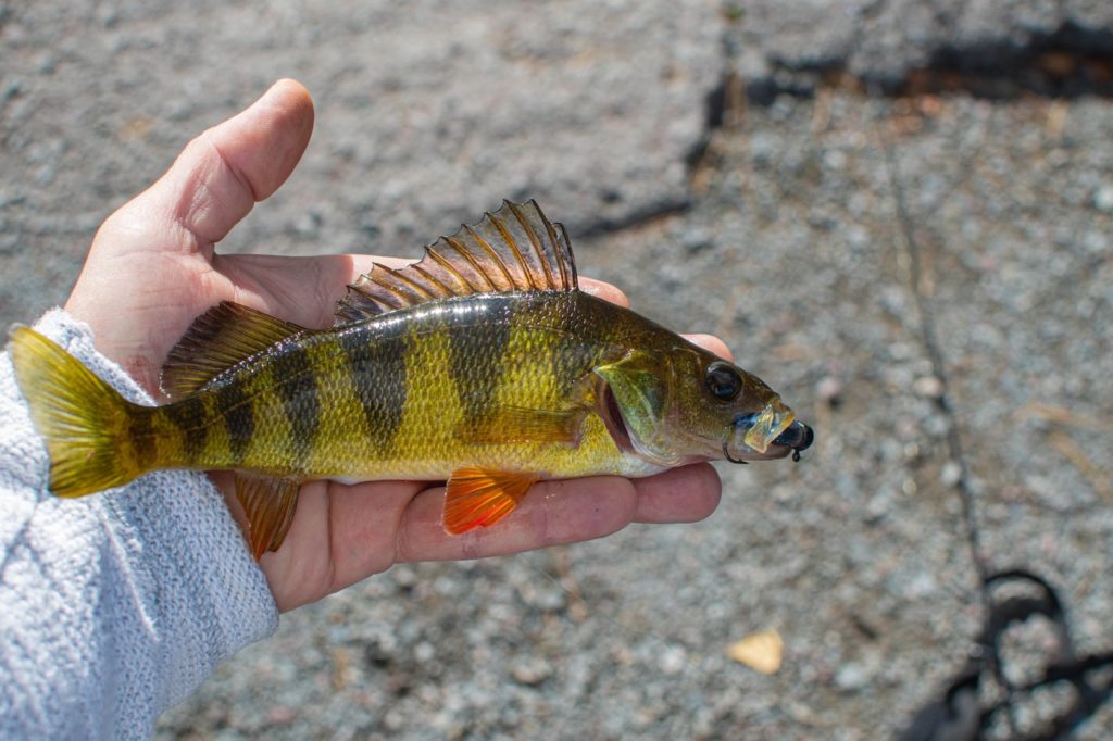 Flussbarsch Größe