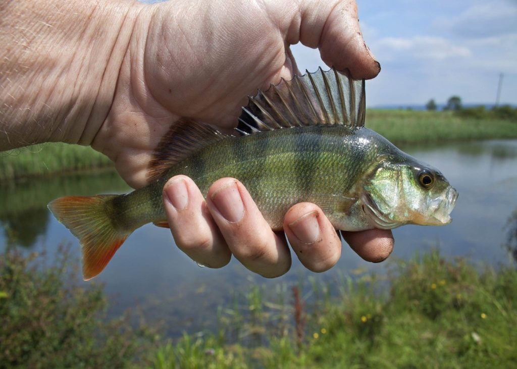 Flussbarsch - Perca fluviatilis