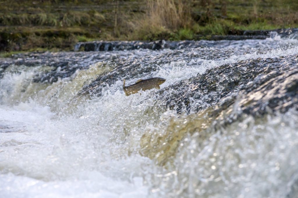 Lachsforelle in der Wildnis