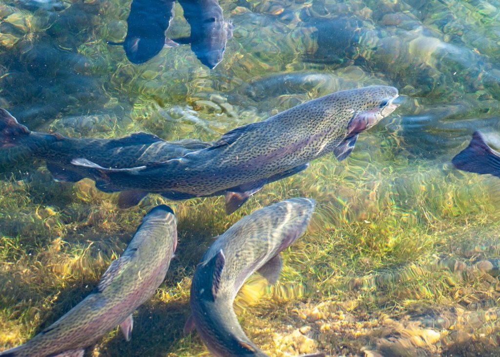 Regenbogenforelle - Oncorhynchus mykiss