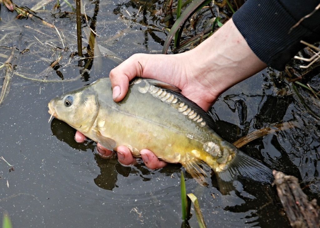 Spiegelkarpfen - Cyprinus carpio