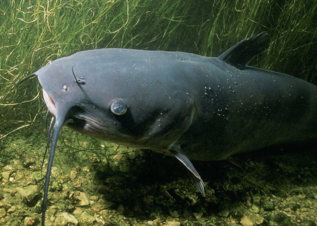 Europäische Wels - Silurus glanis