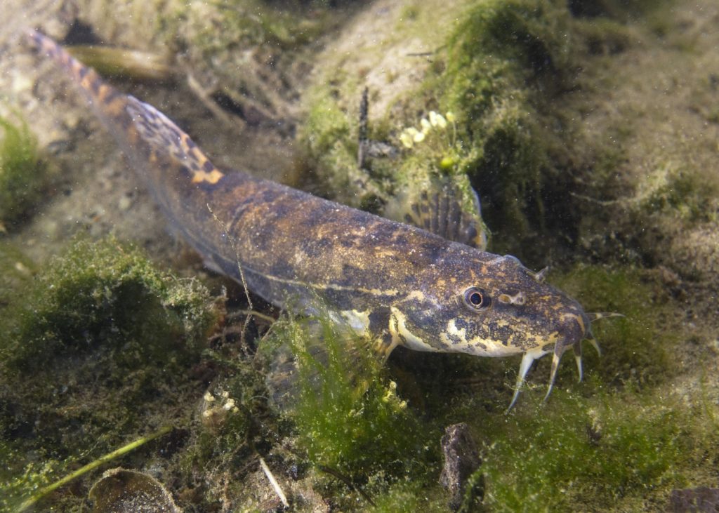 Bachschmerle - Barbatula barbatula