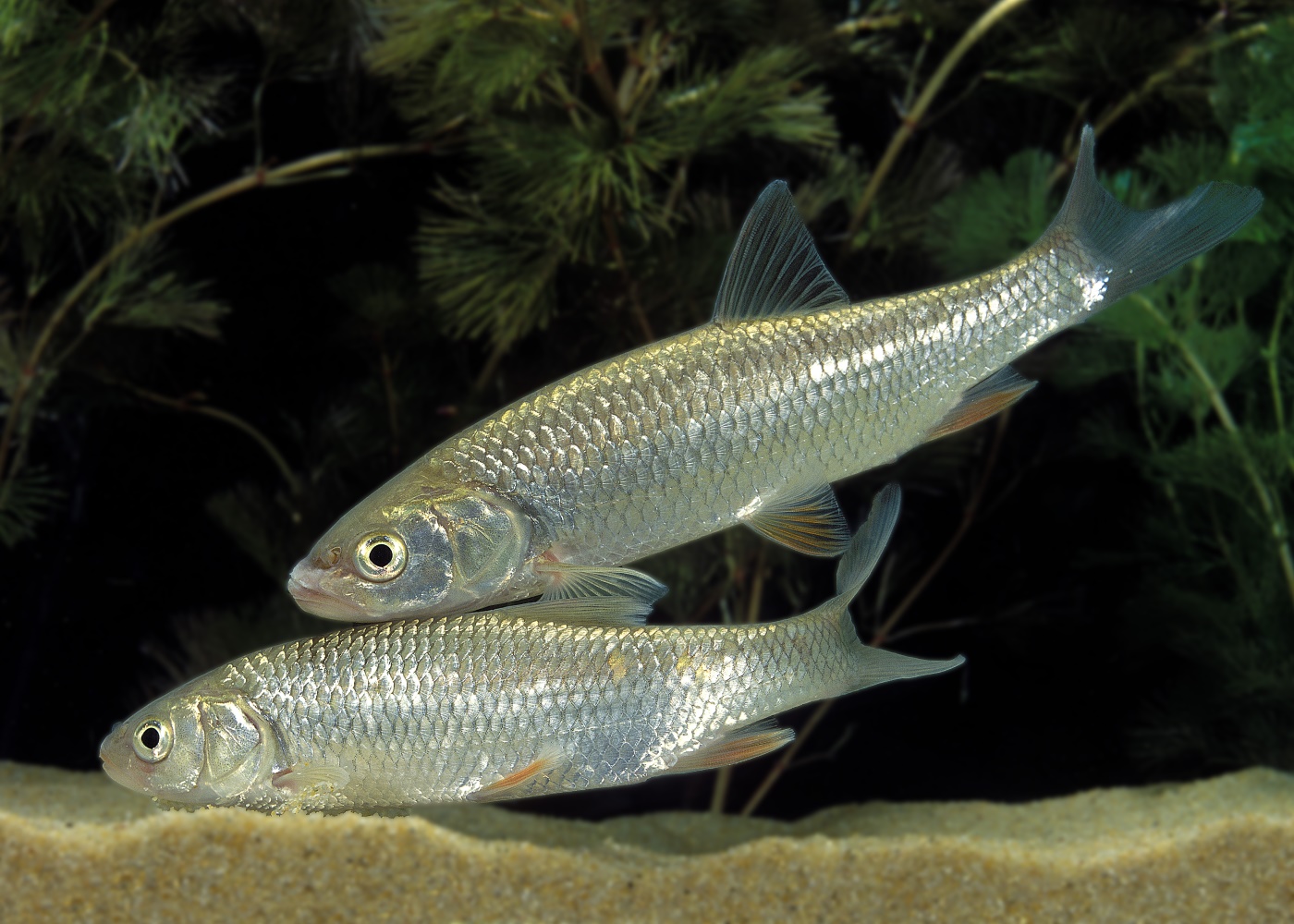 Döbel (Leuciscus cephalus) - Fressverhalten, Fortpflanzung und Merkmale