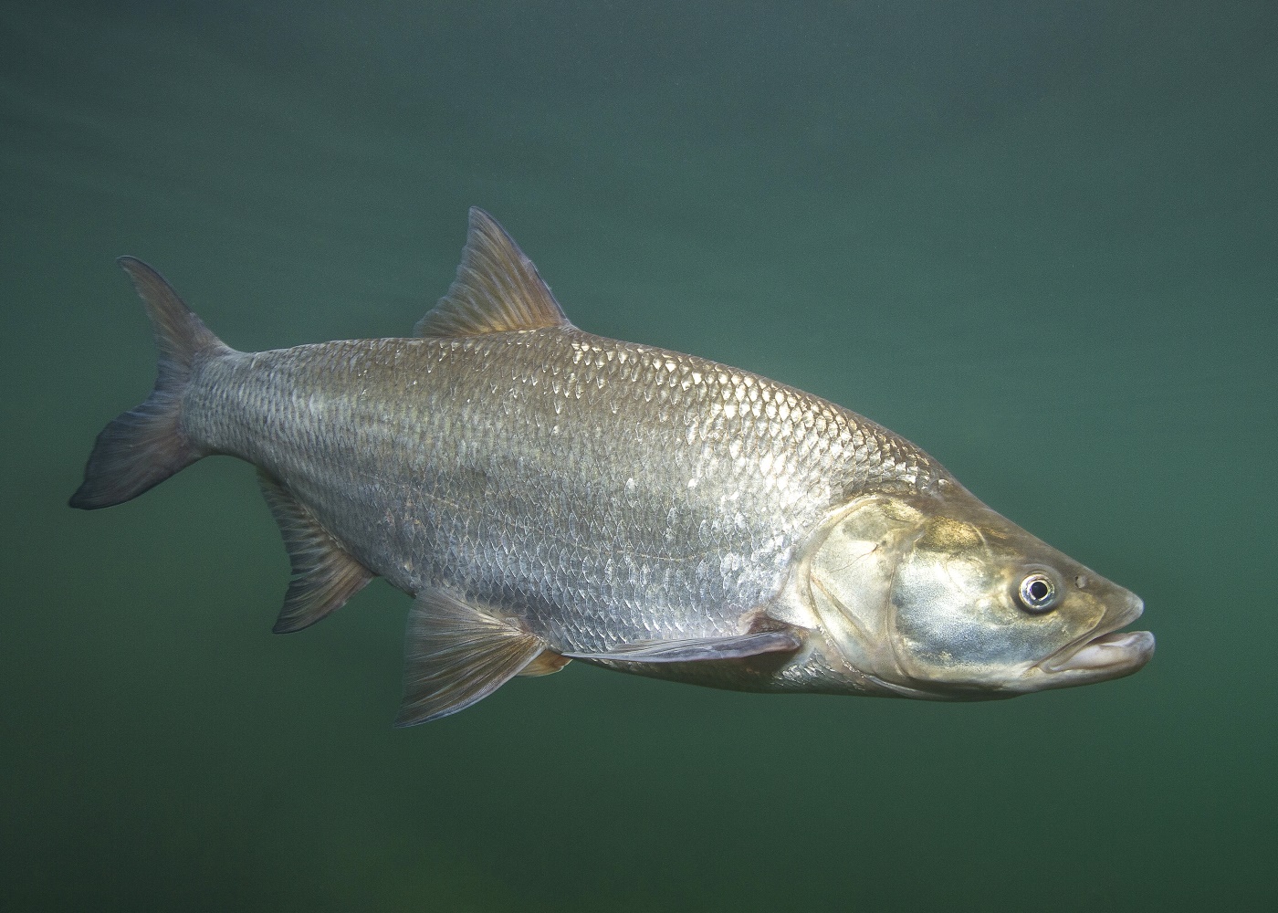 Rapfen Leuciscus Aspius Fortpflanzung Lebensweise Gew sser Futter