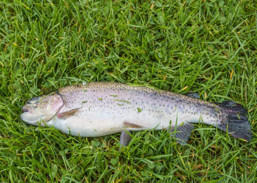 Seeforelle - Salmo trutta lacustris