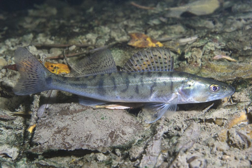 Zander steht am Grund des Sees