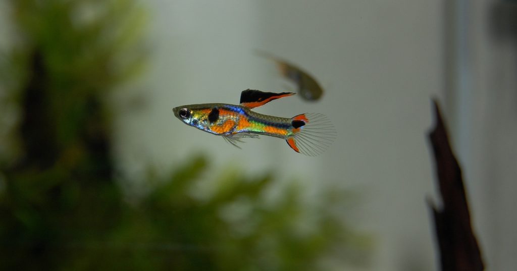 Fischart Endler Guppy