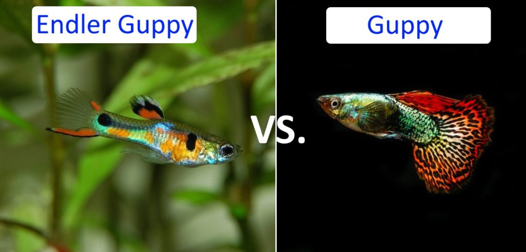 Unterschied Endler Guppy und normaler Guppy